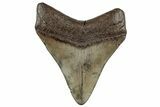 Fossil Megalodon Tooth - South Carolina #325756-1